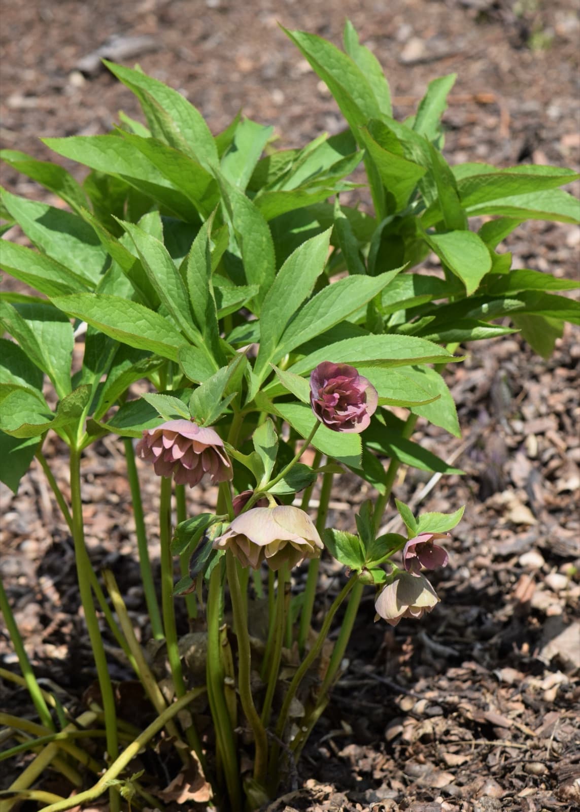 Double-flowered hellebore, Helleborus ×hybridus 'Double Ellen Pink Spotted'