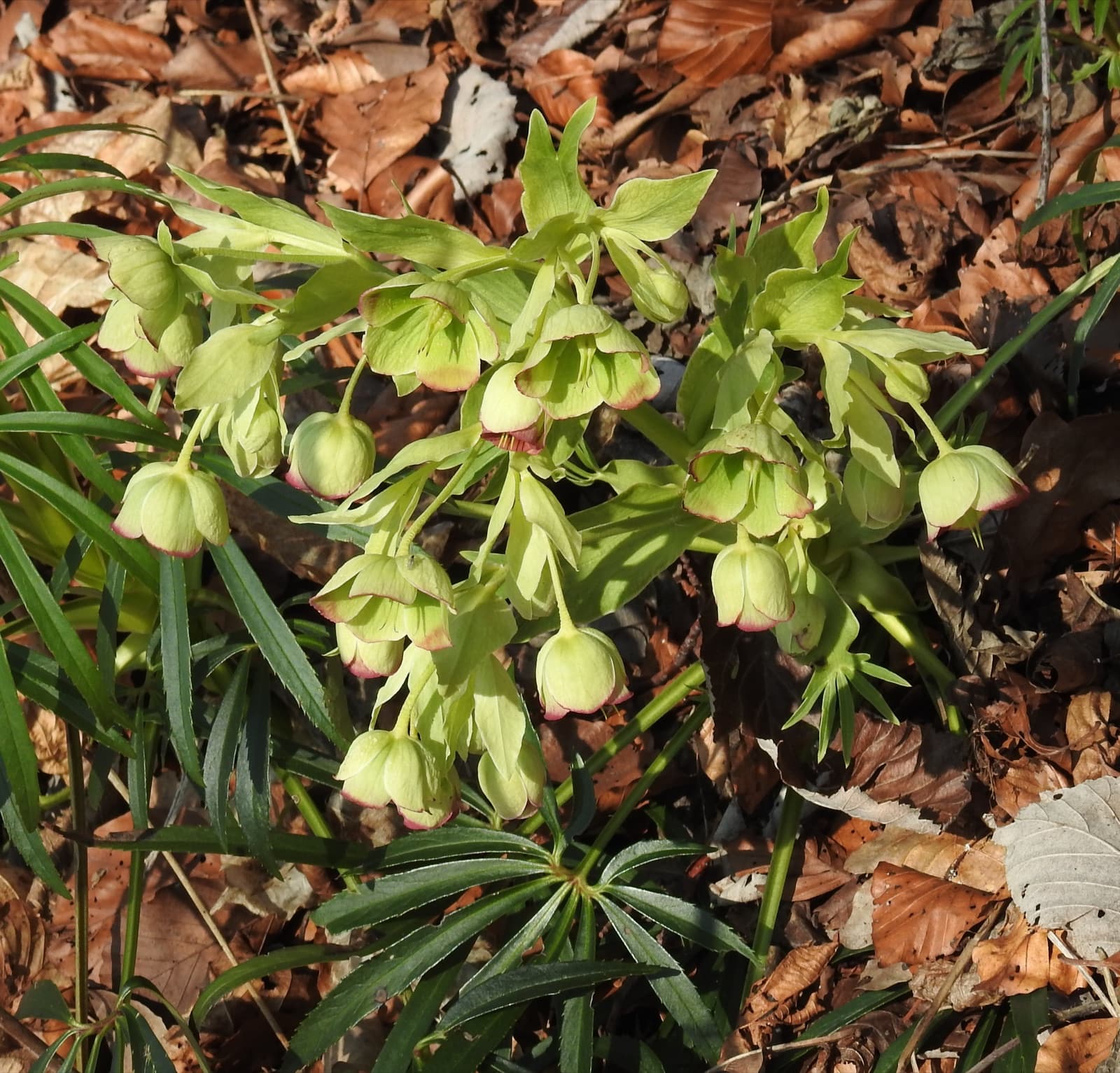 Stinking hellebore, Helleborus foetidus, in flower