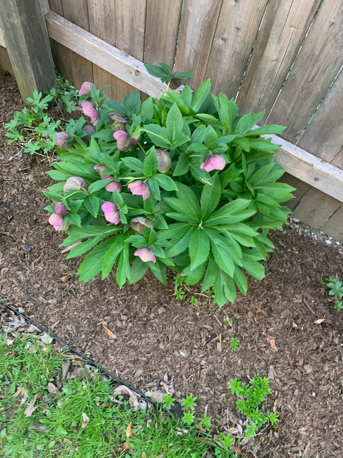 Established hellebore clump flowering along a fence