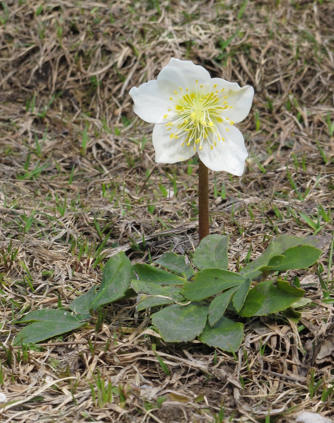 Christmas rose, Helleborus niger, in flower