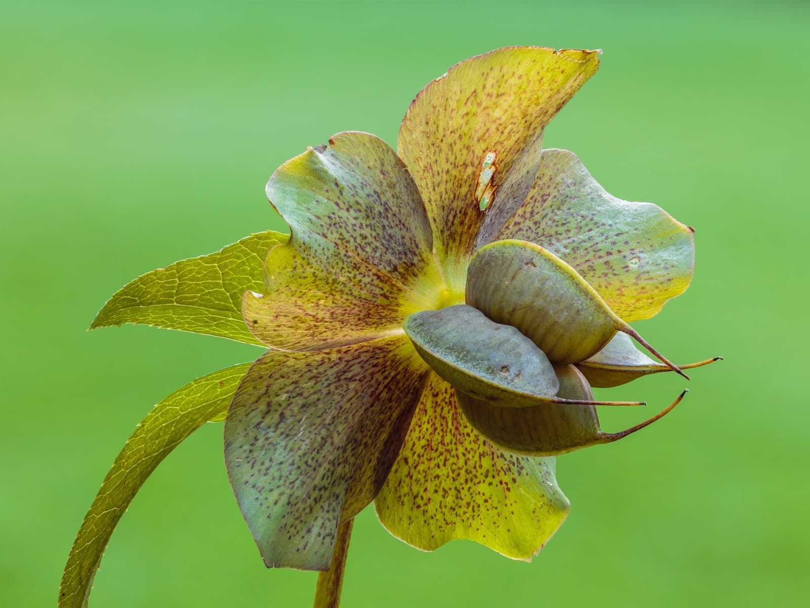 Hellebore seed capsules swelling inside the persistent sepals