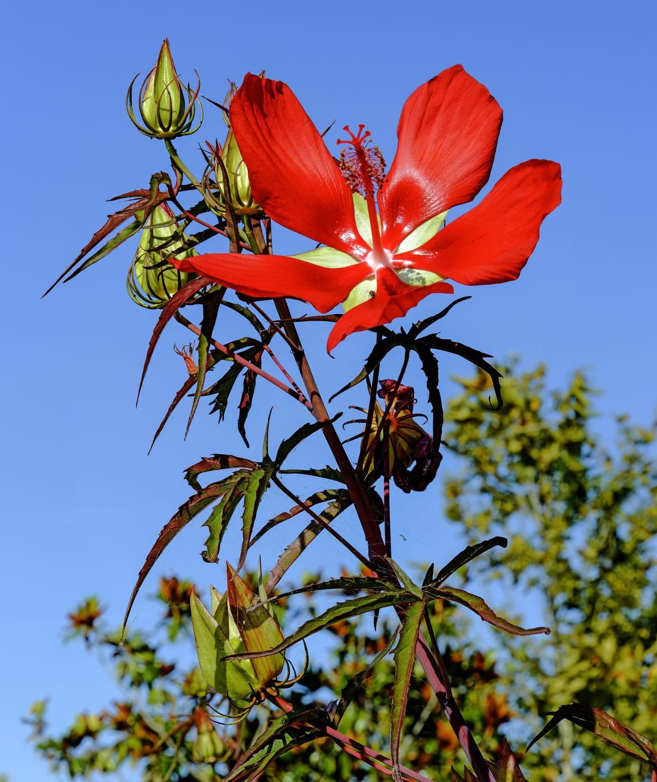 Scarlet Rosemallow