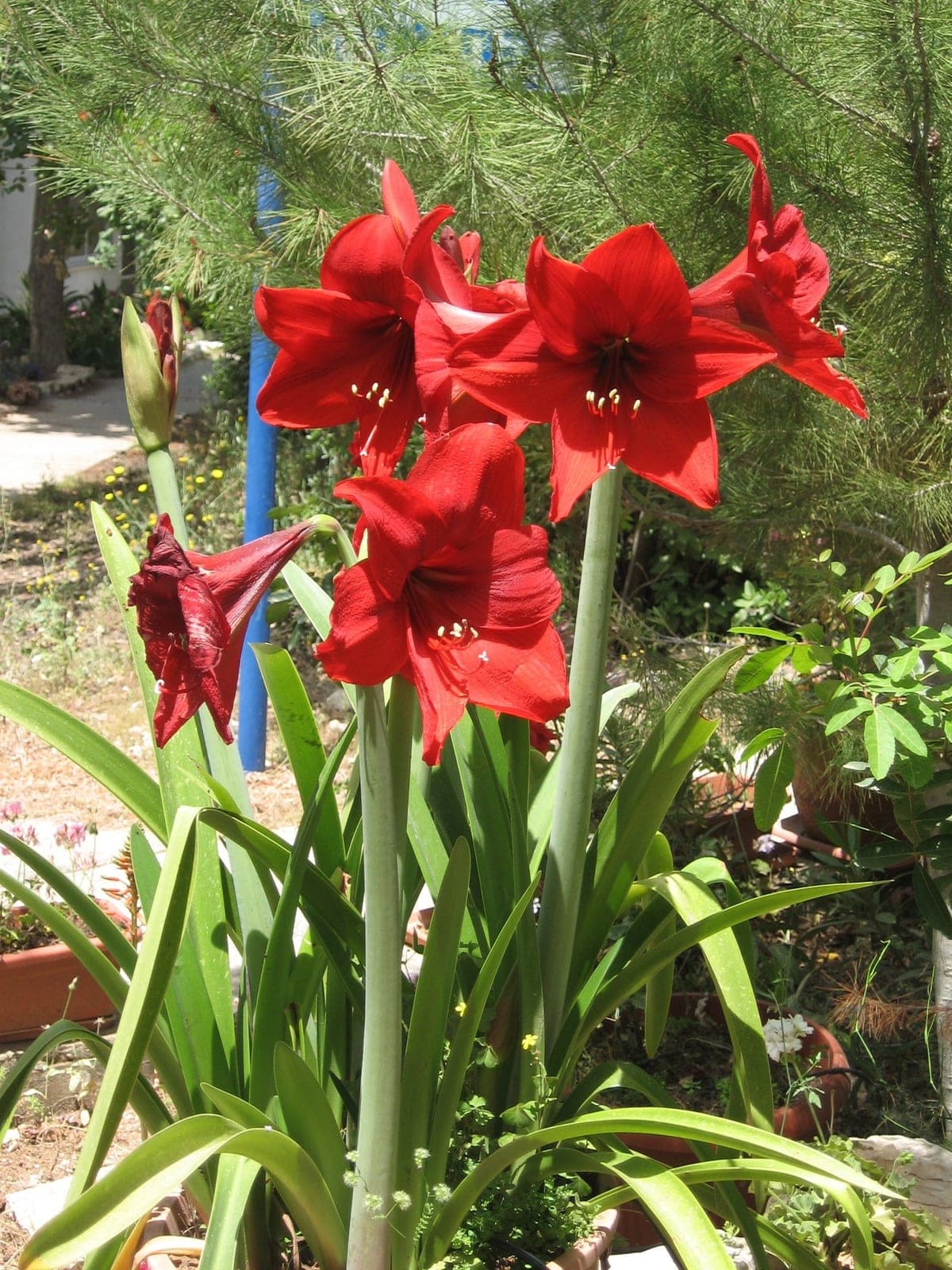 Amaryllis