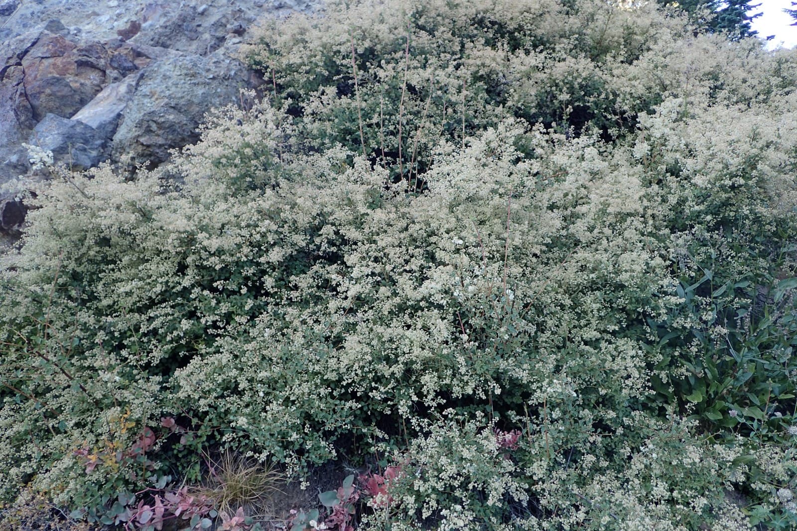 Oceanspray