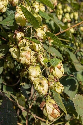 Hops