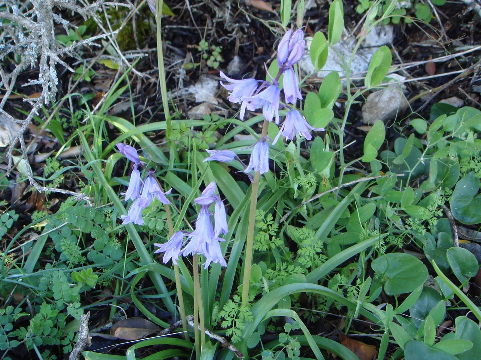 Spanish Bluebell