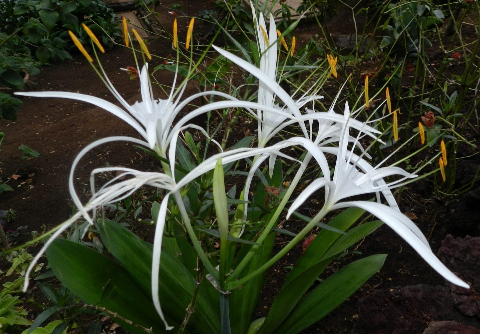 Mangrove Spider Lily
