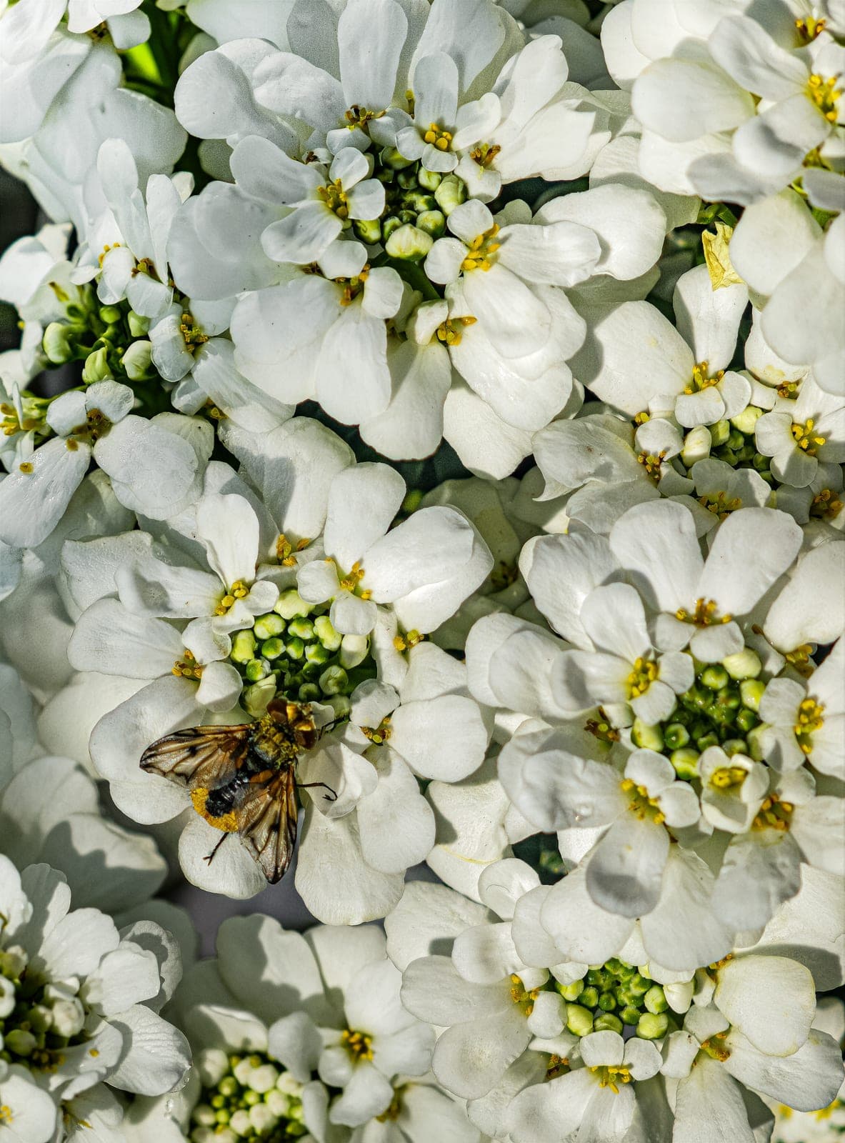Candytuft
