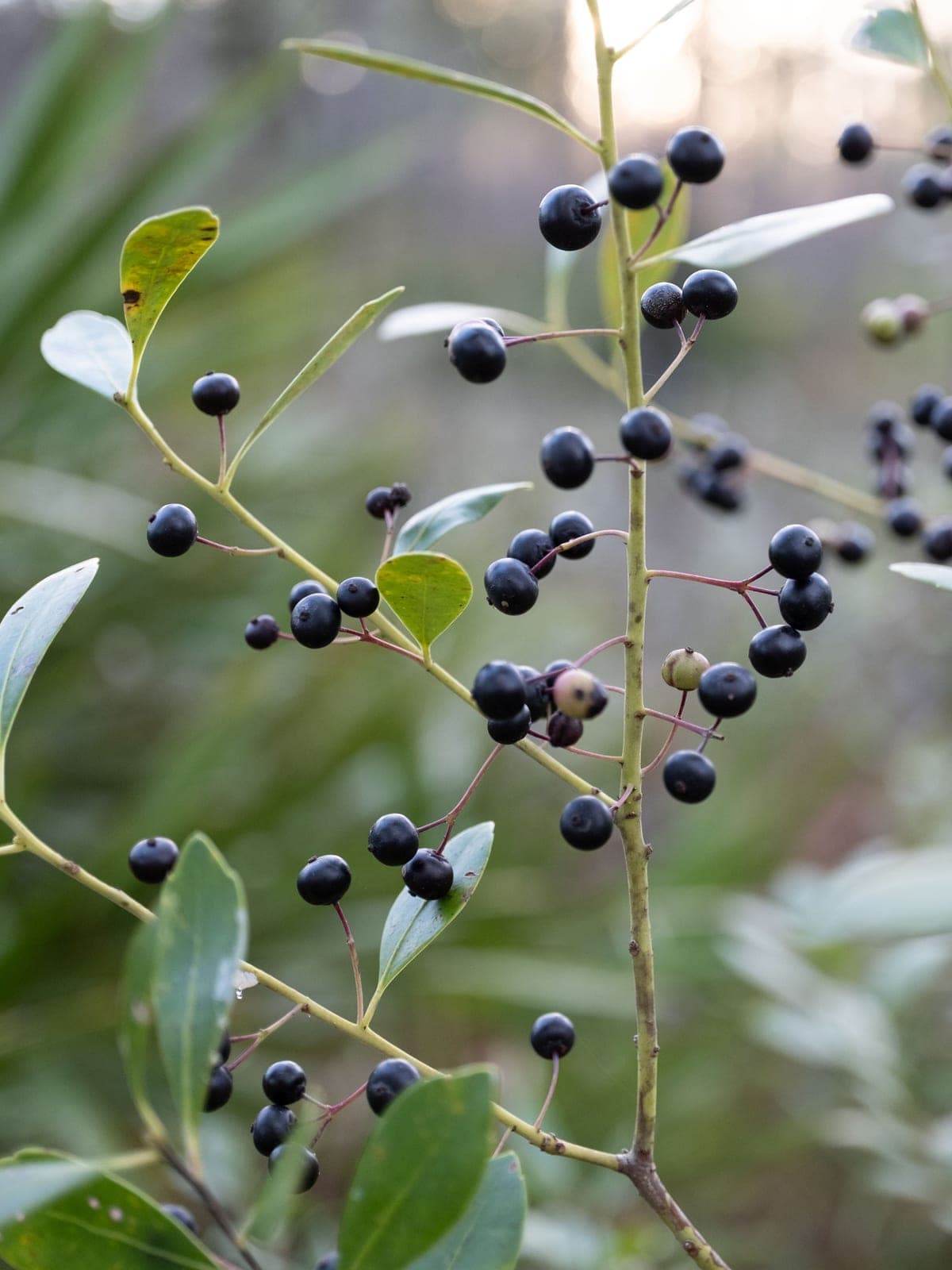 Inkberry