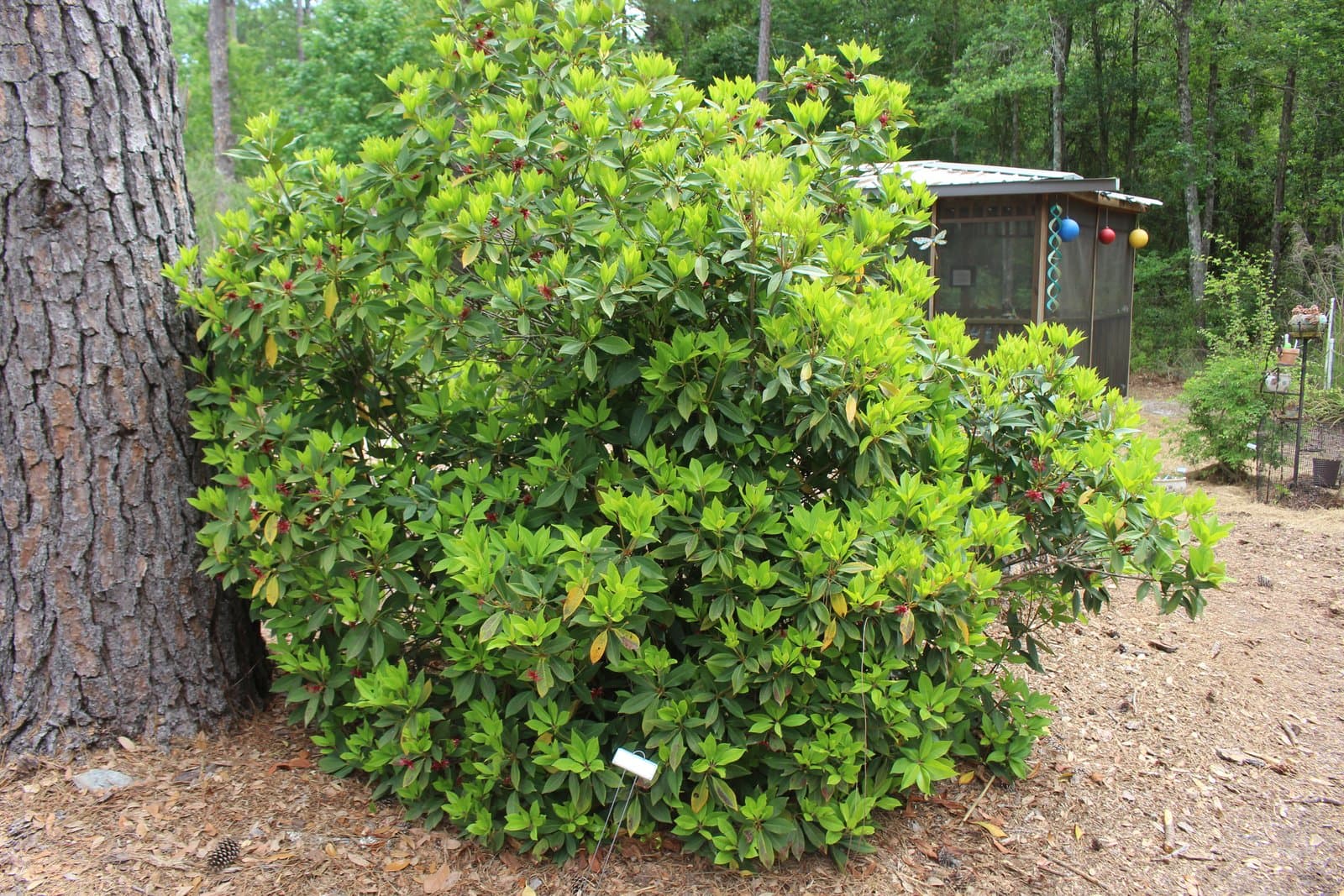 Florida Anise