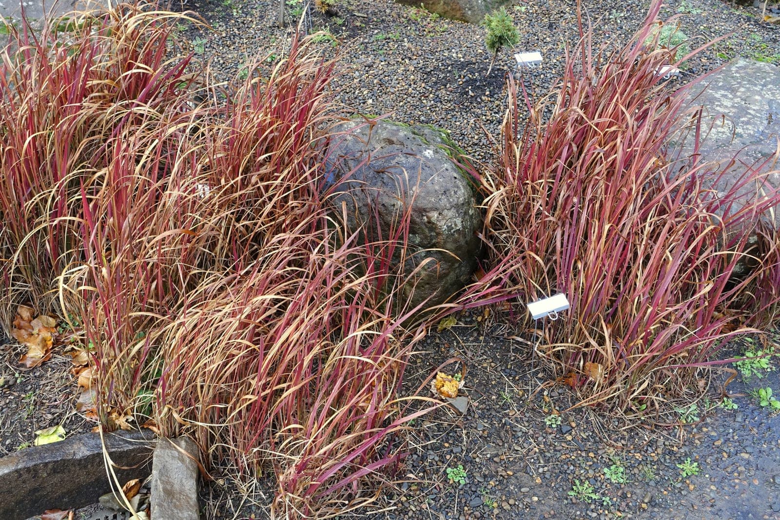 Japanese Blood Grass