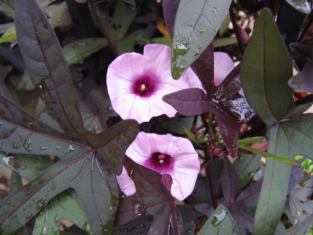 Black Heart Sweet Potato Vine
