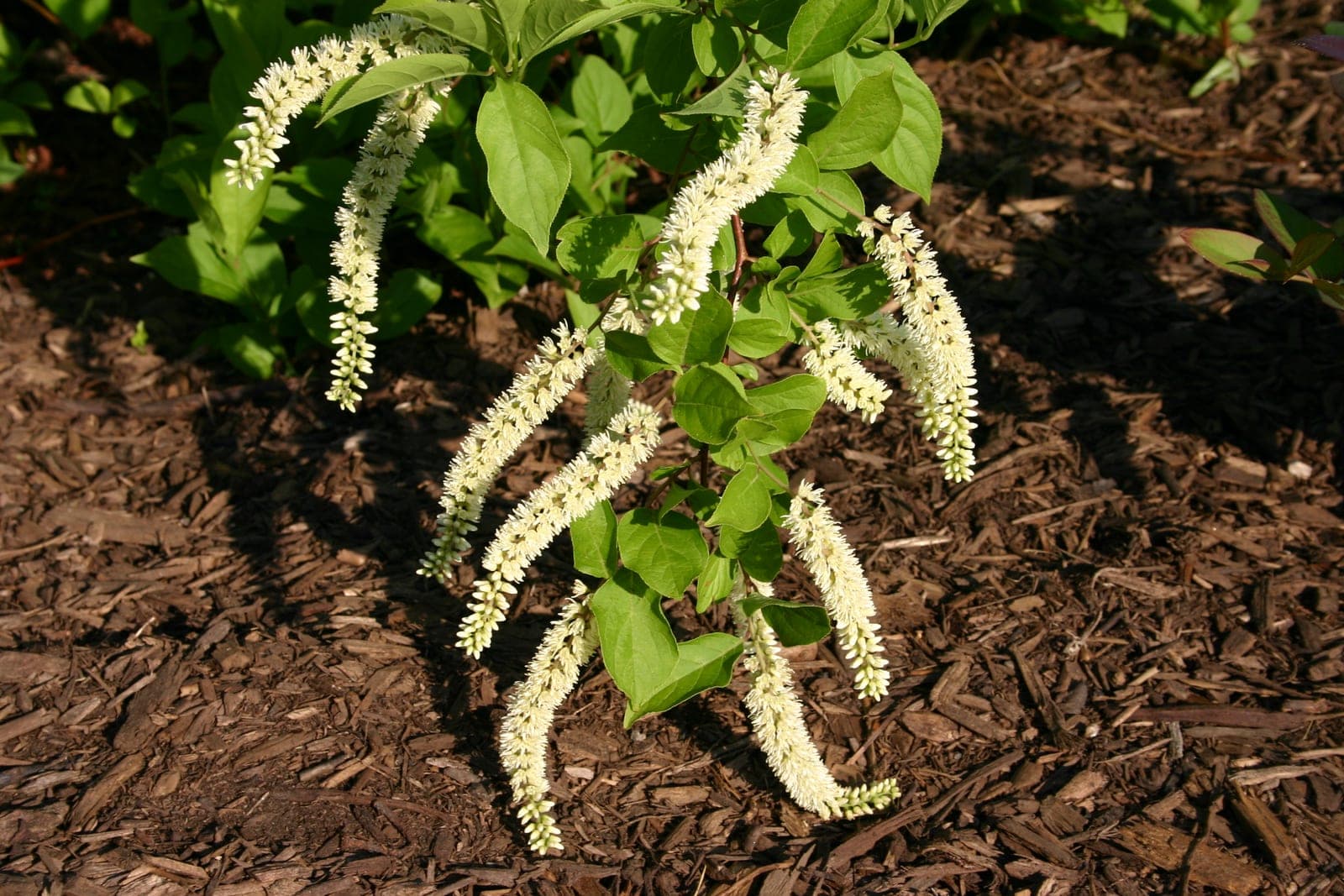 Virginia Sweetspire