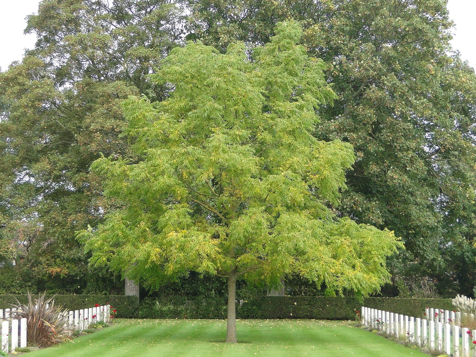 Black Walnut