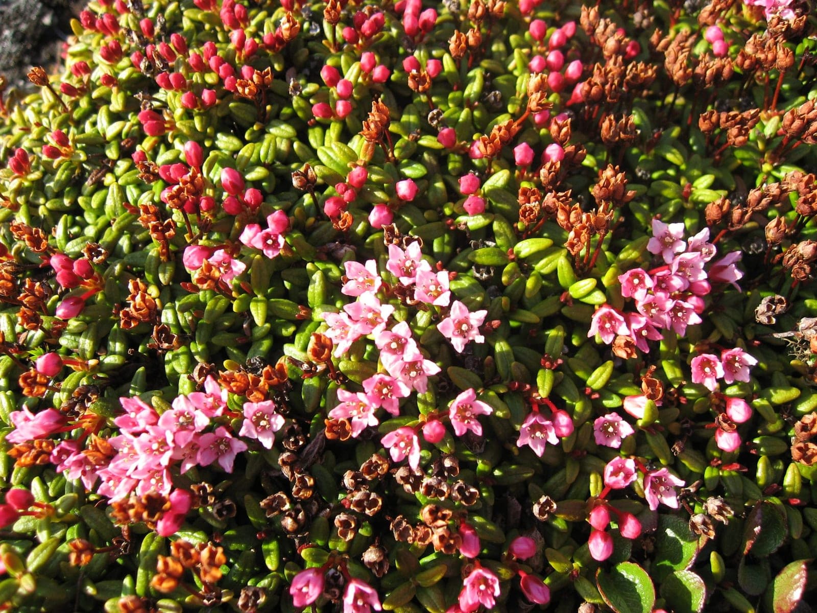 Alpine Azalea