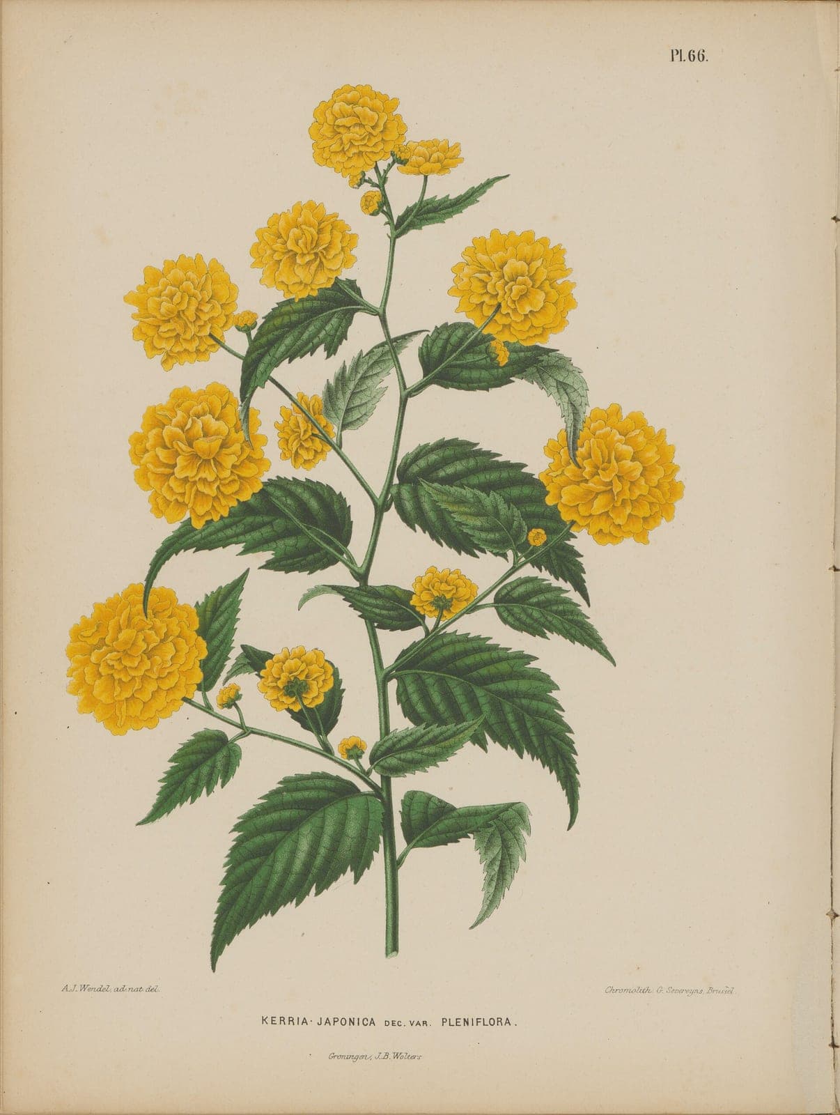 Japanese Kerria
