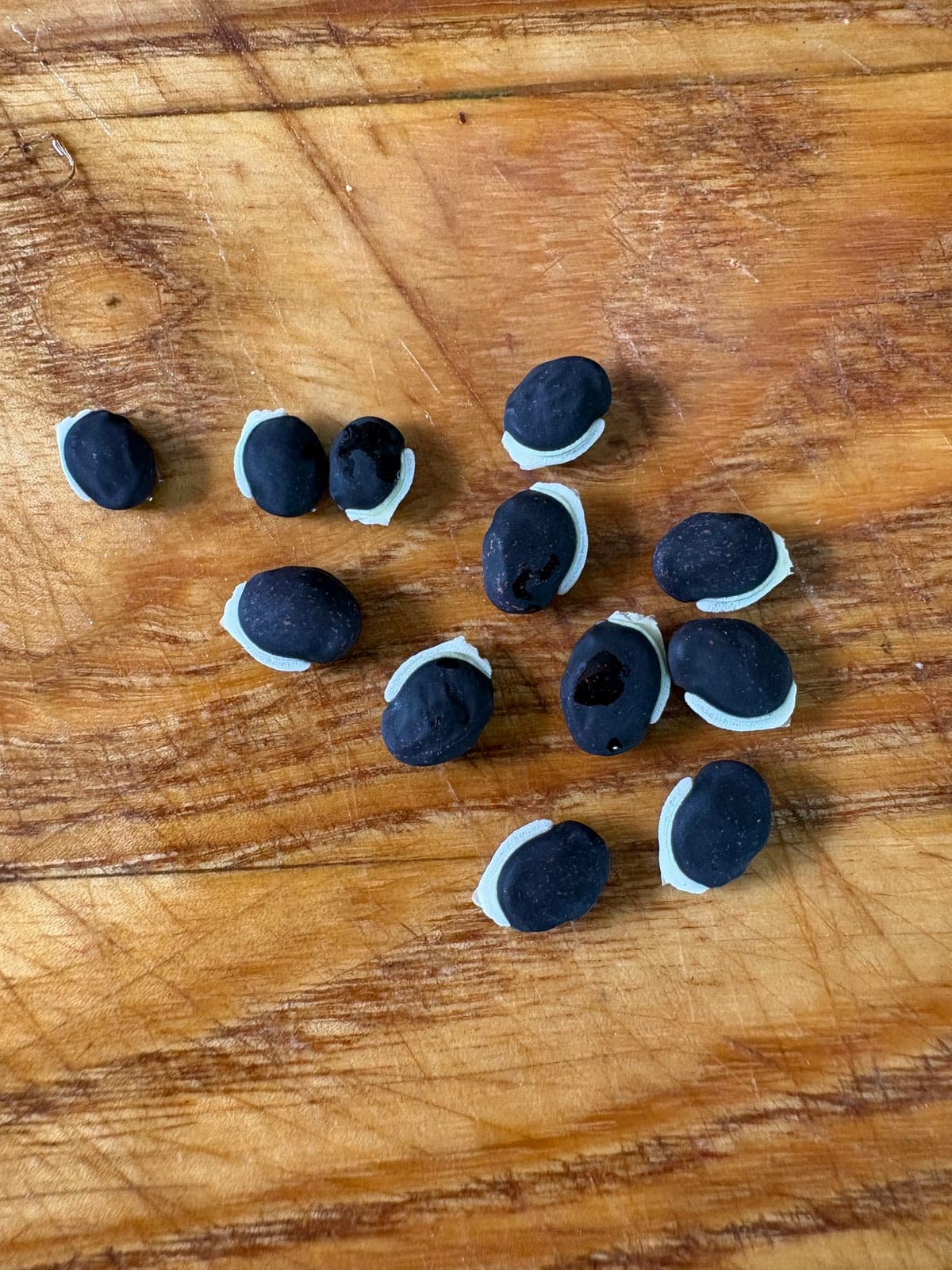 Hyacinth Bean
