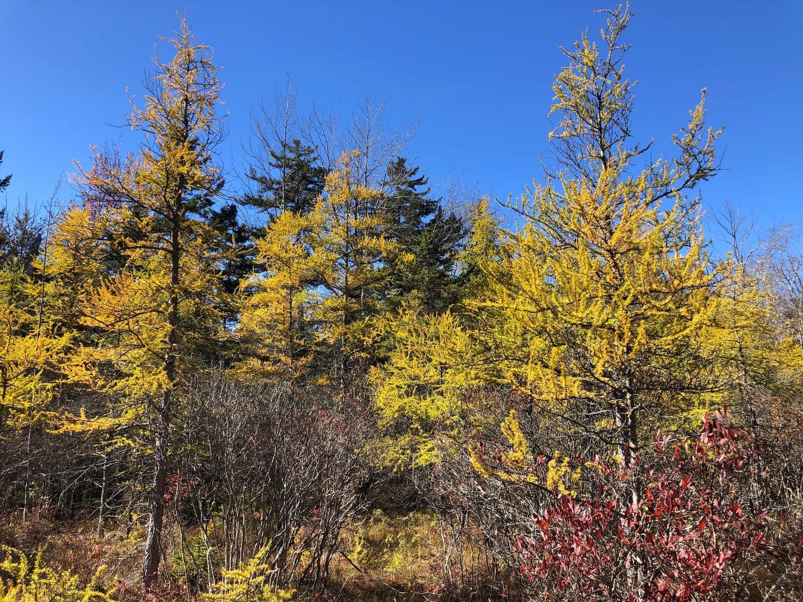 Tamarack (Larix laricina)