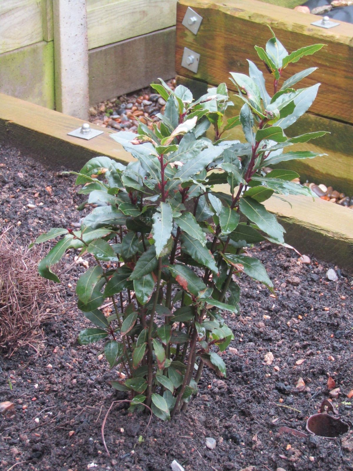 Bay Laurel