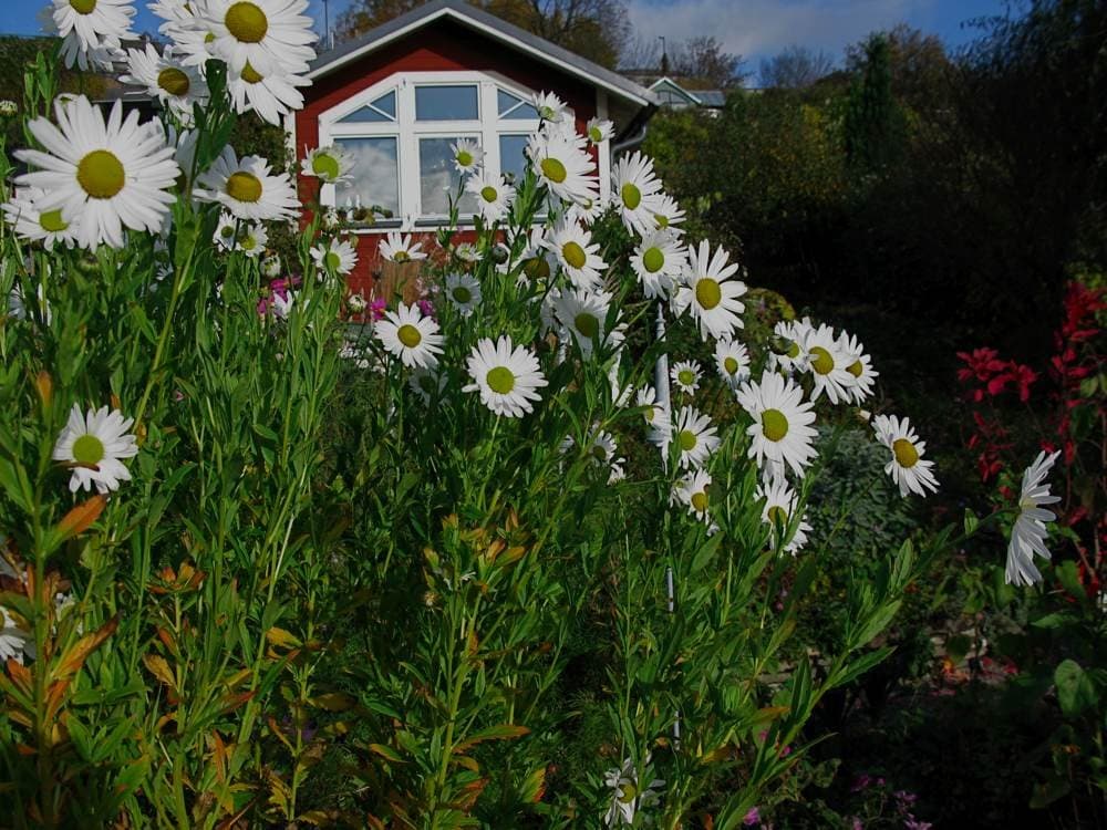 Giant Daisy
