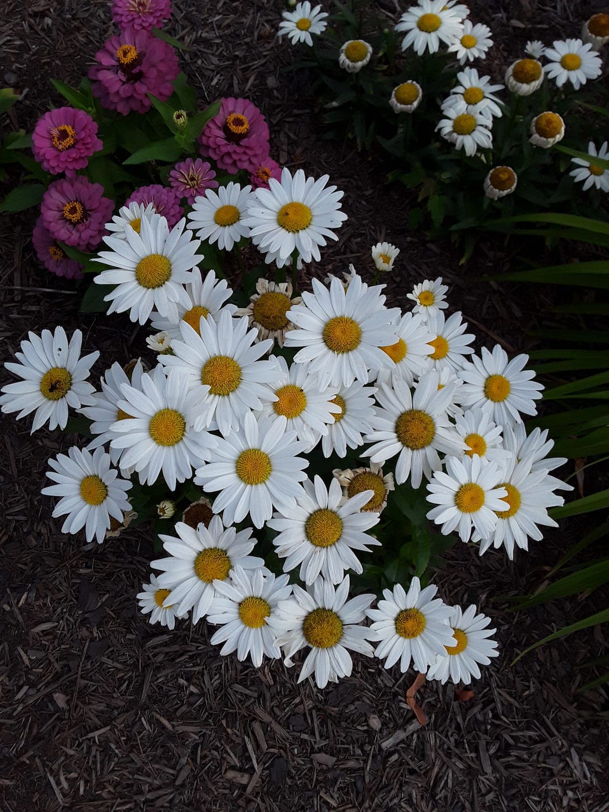 Shasta Daisy