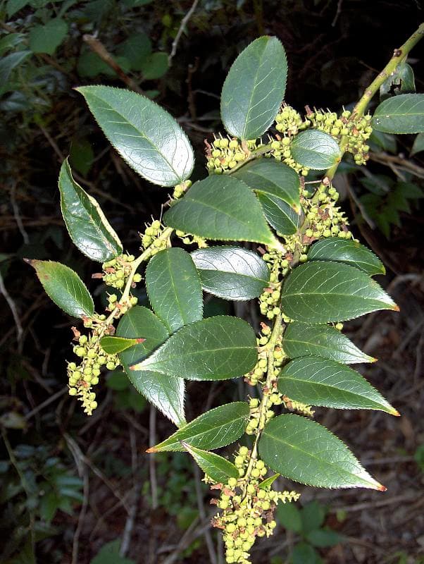 Drooping Leucothoe