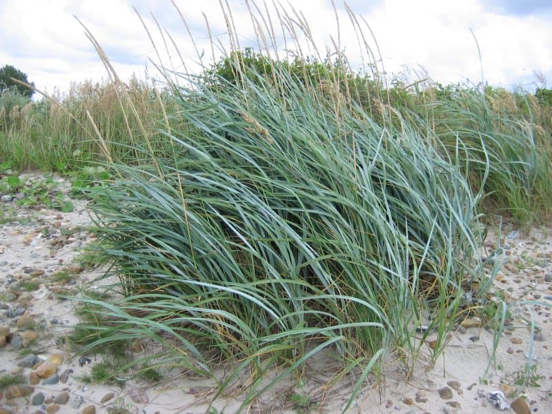 Blue Lyme Grass