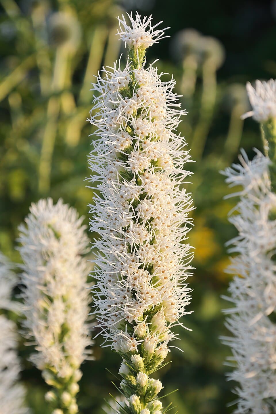 Liatris spicata 'Alba'