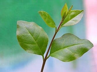 Chinese Privet