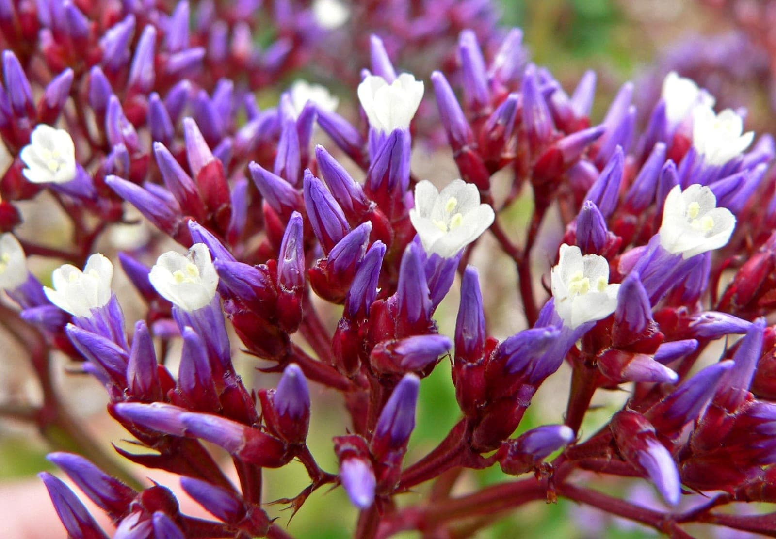Leathery Sea-Lavender