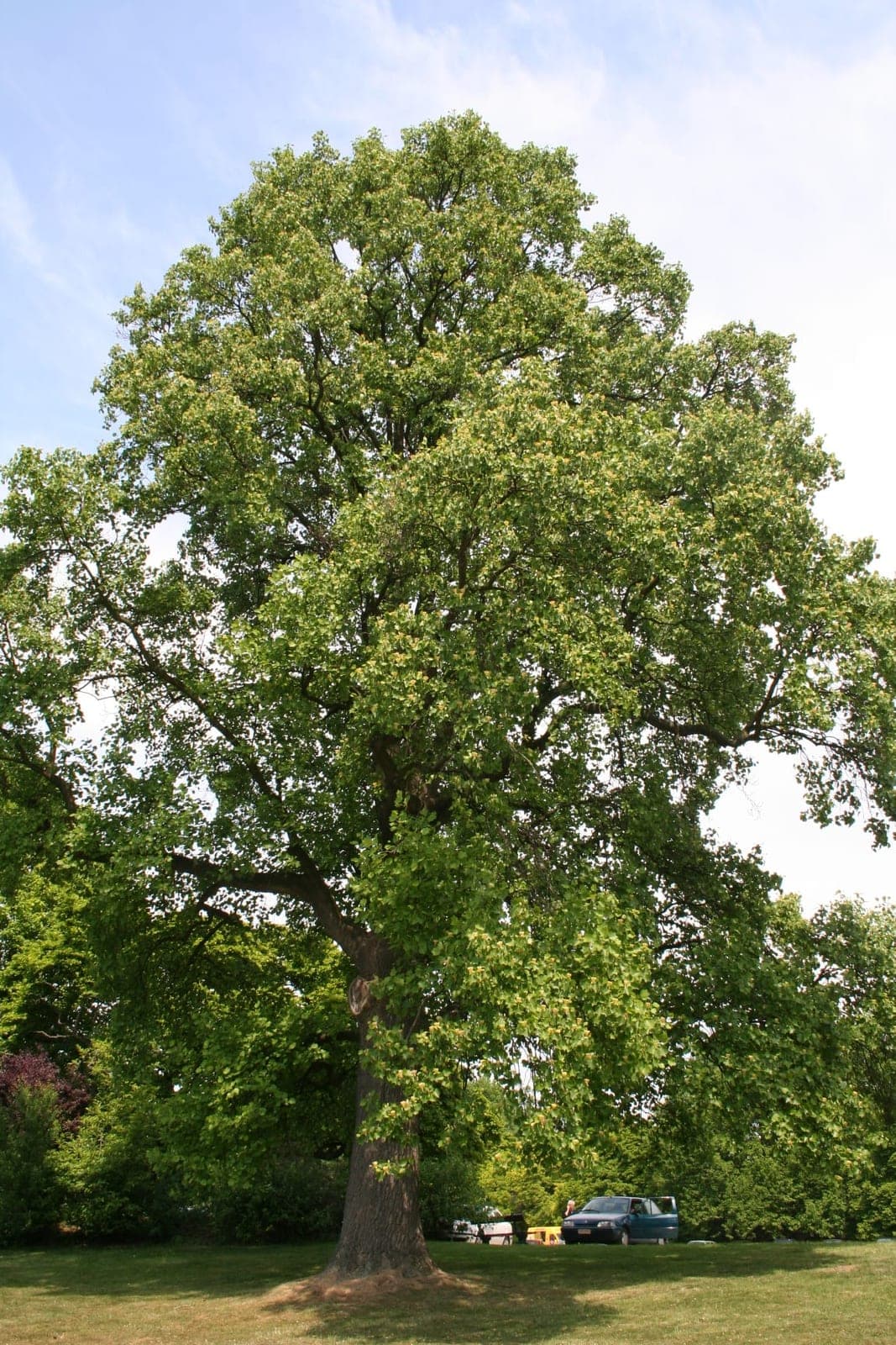 Tulip Tree (Liriodendron tulipifera)