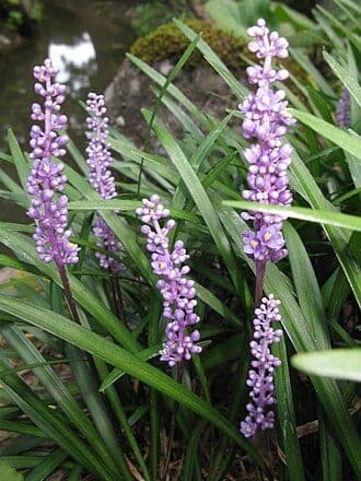 Liriope