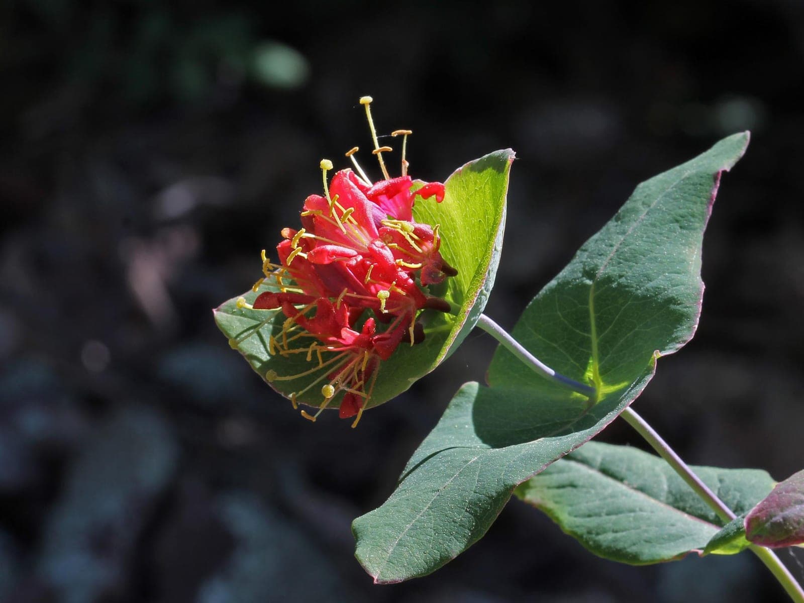 Limber Honeysuckle