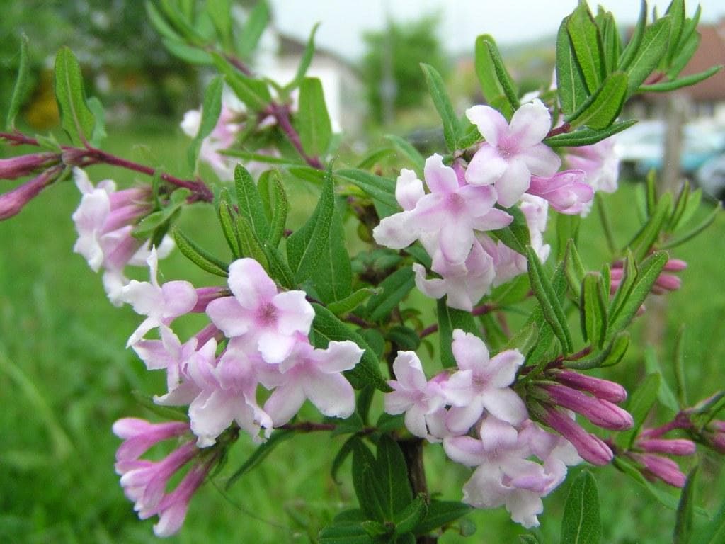 Lilac-flowered Honeysuckle