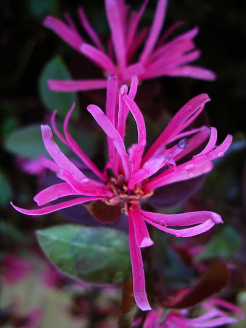Chinese Fringe Flower