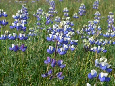 Sky Lupine