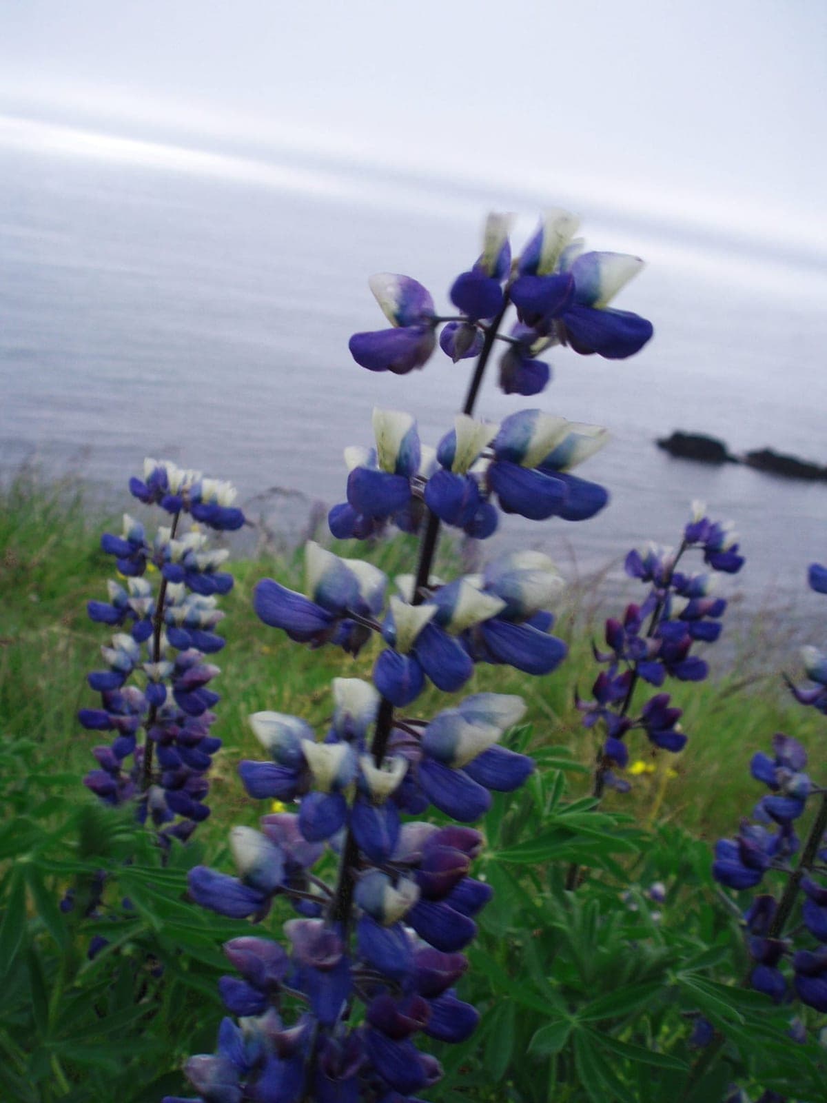 Nootka Lupine (Lupinus nootkatensis)