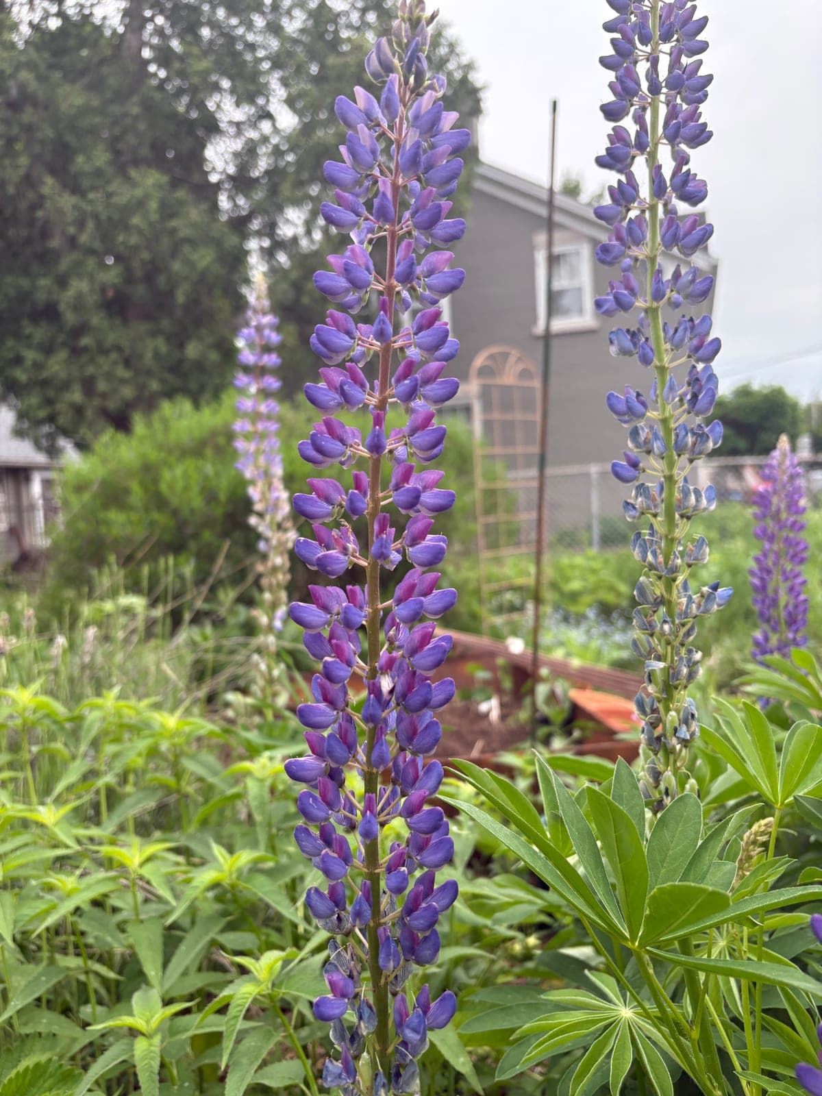 Lupin