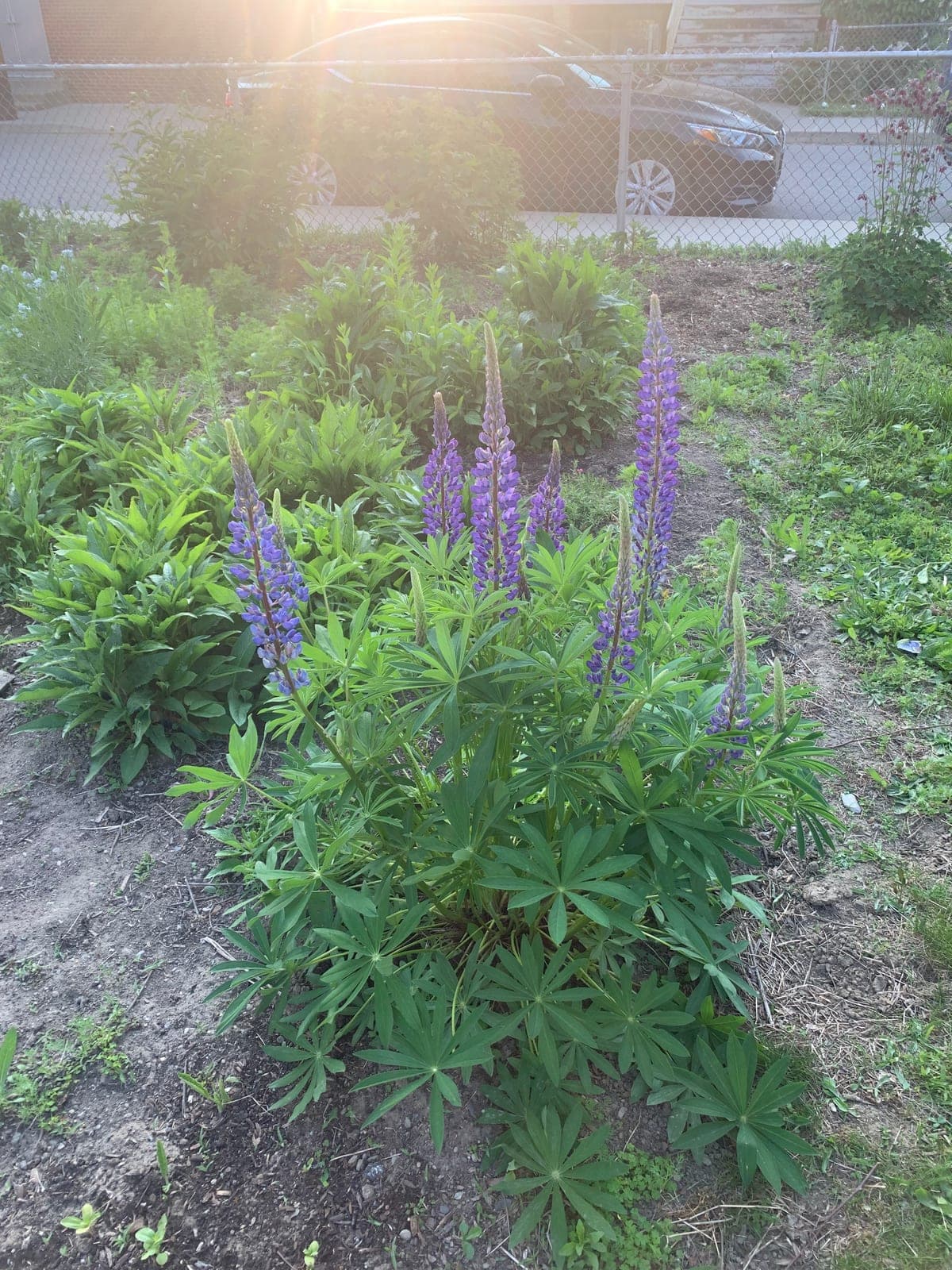Lupin