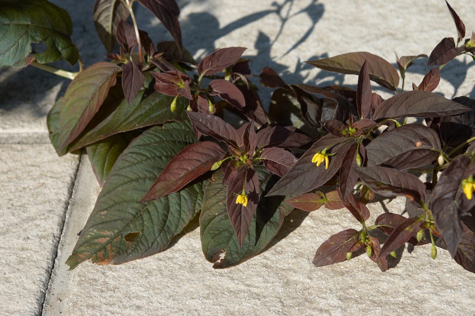 Beaujolais Fringed Loosestrife (Lysimachia ciliata 'Beaujolais')