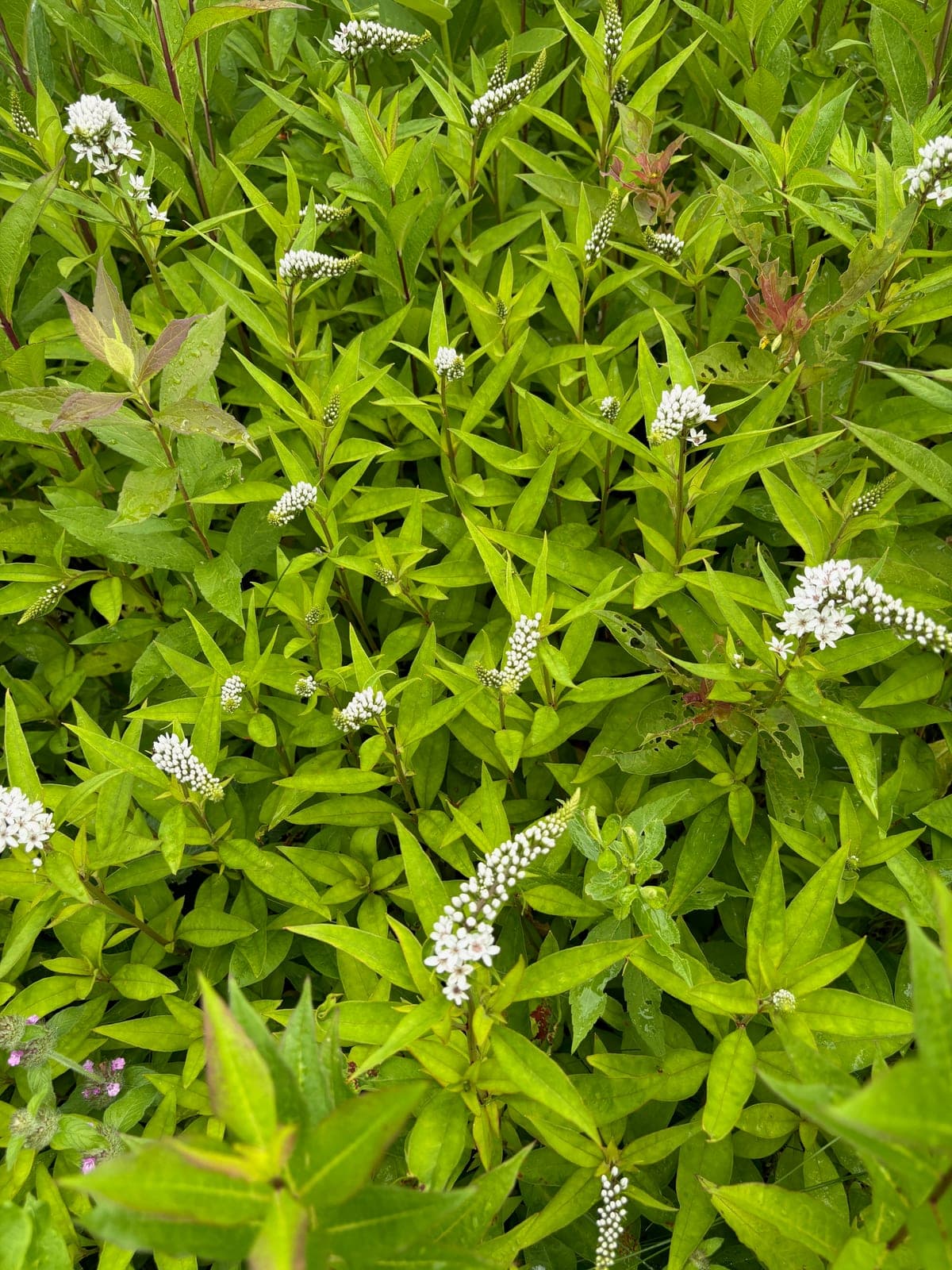 Gooseneck Loosestrife