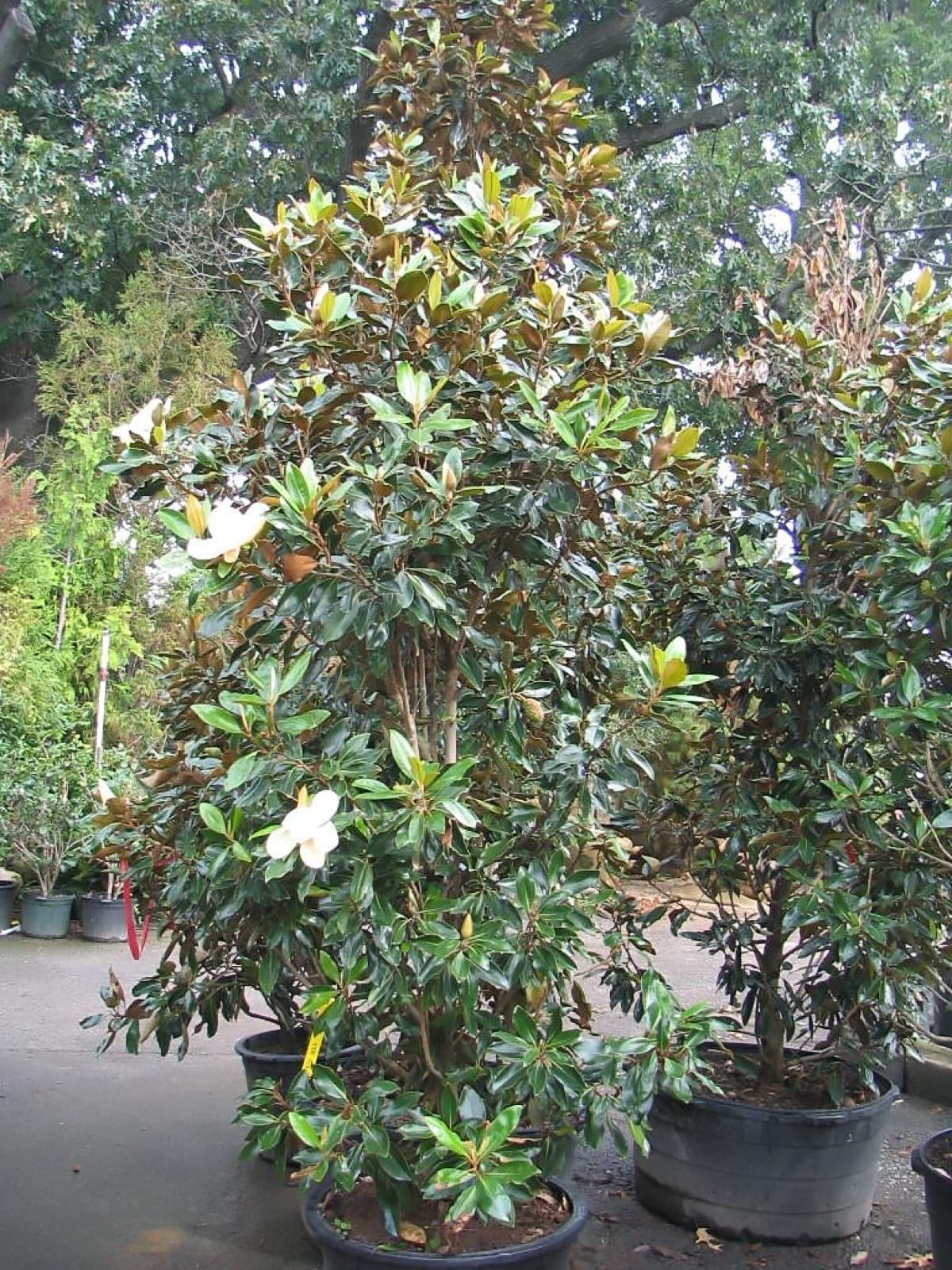 Little Gem Magnolia