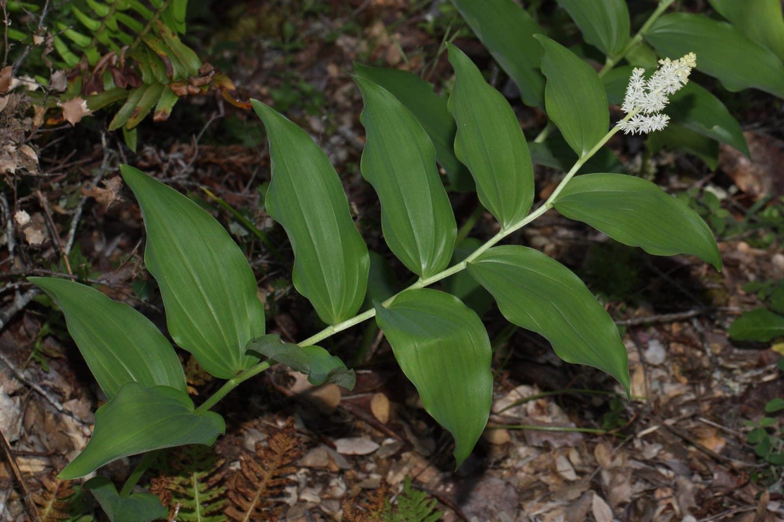 False Solomon's Seal (Maianthemum racemosum)