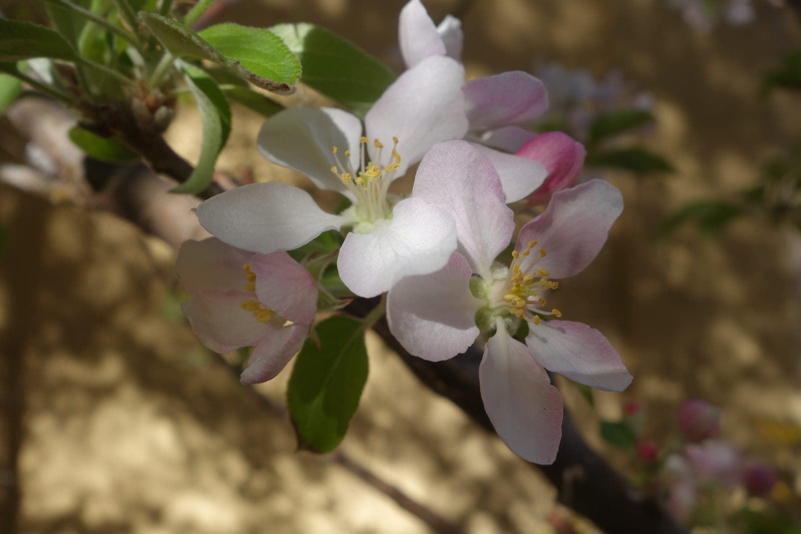 Apple 'Gala'