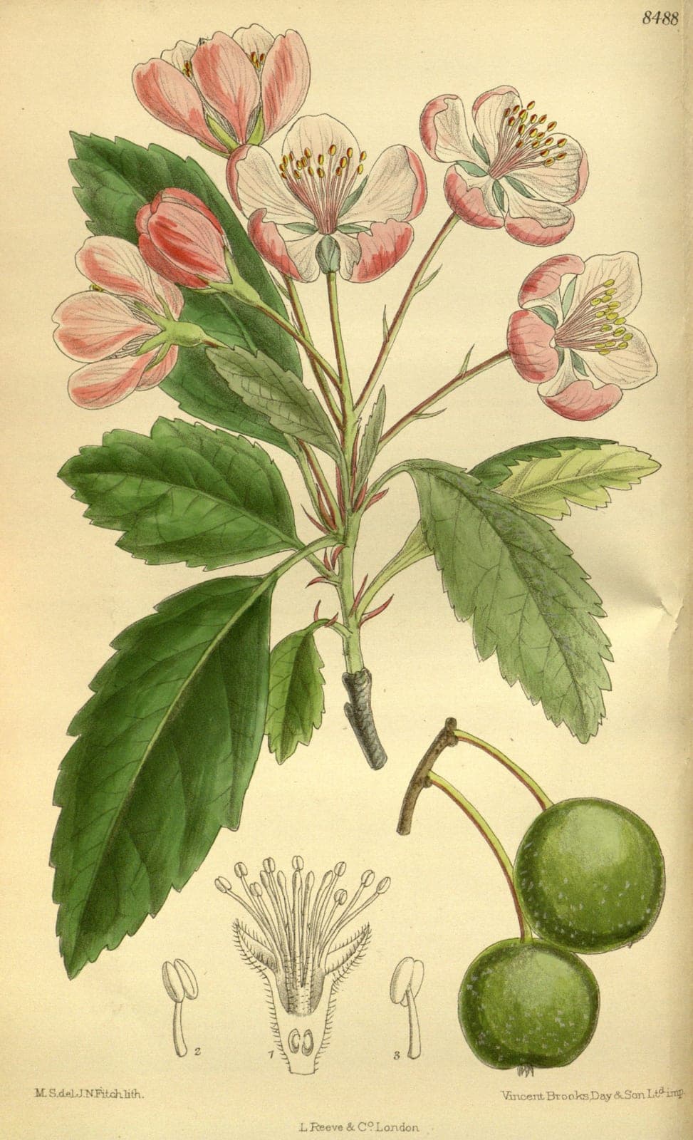 Prairie Crabapple