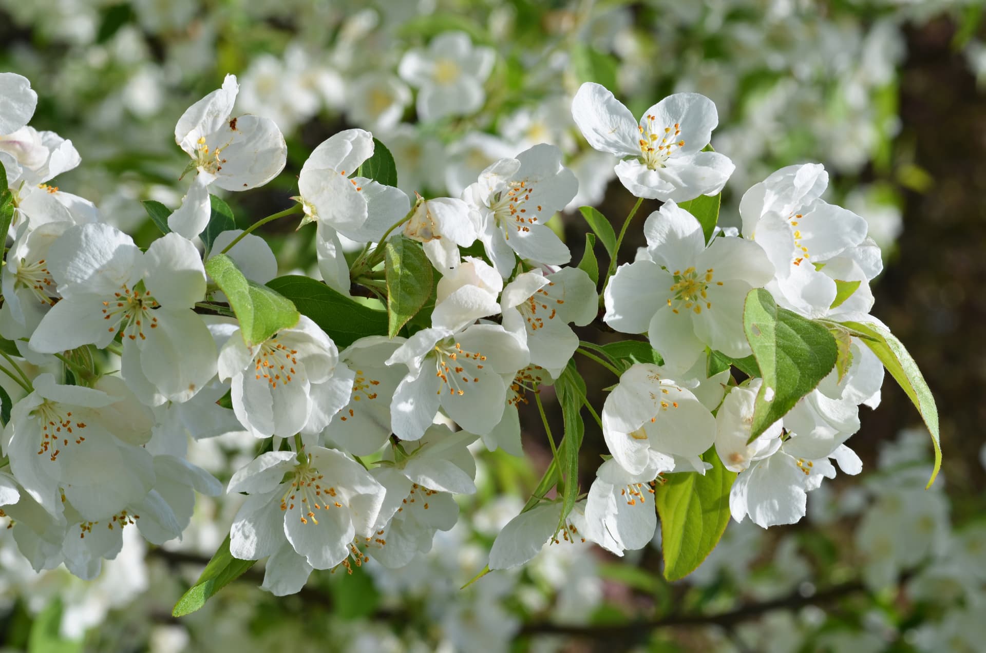 Snowdrift Crabapple
