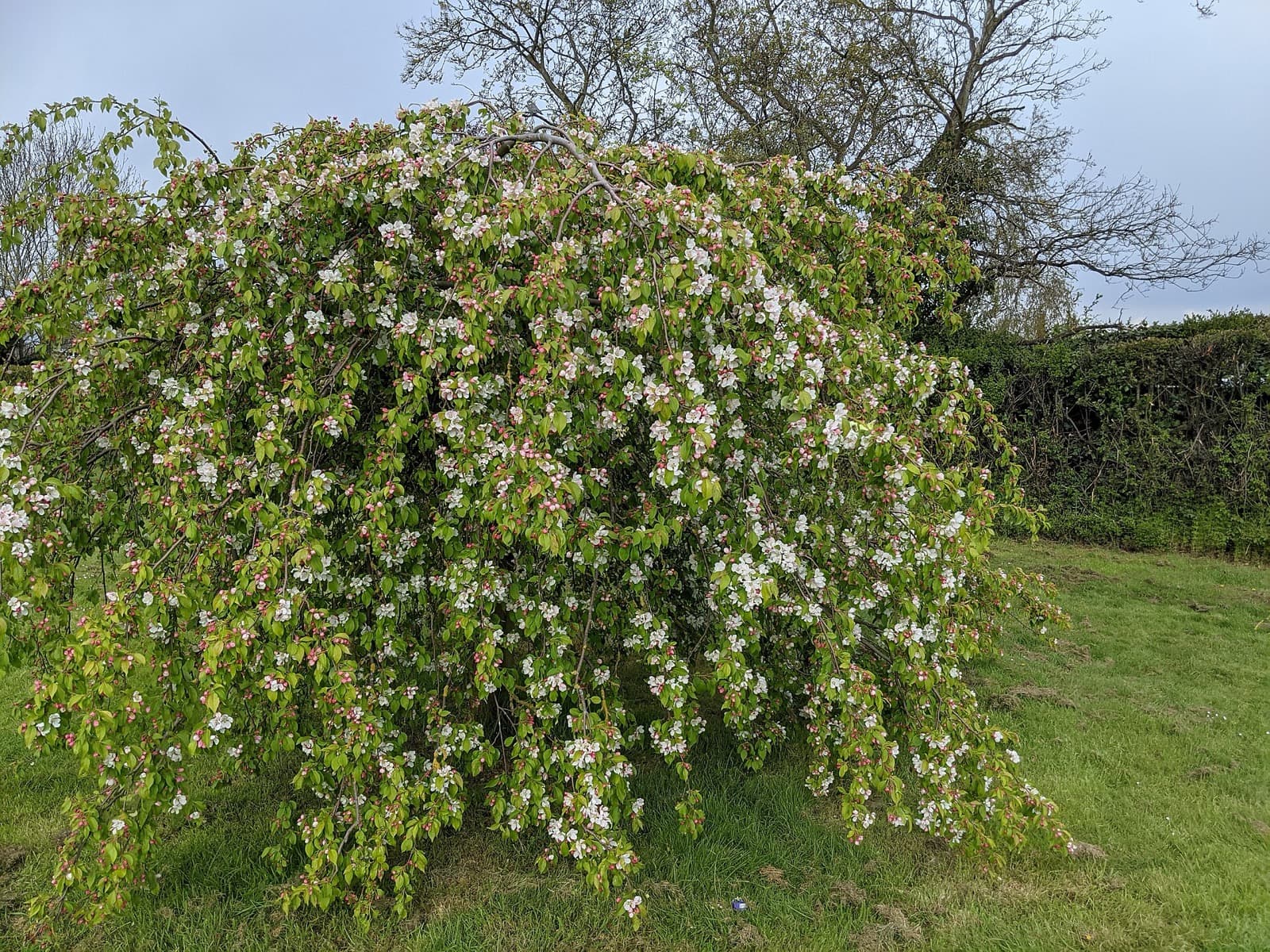 Spring Rain Weeping Crabapple