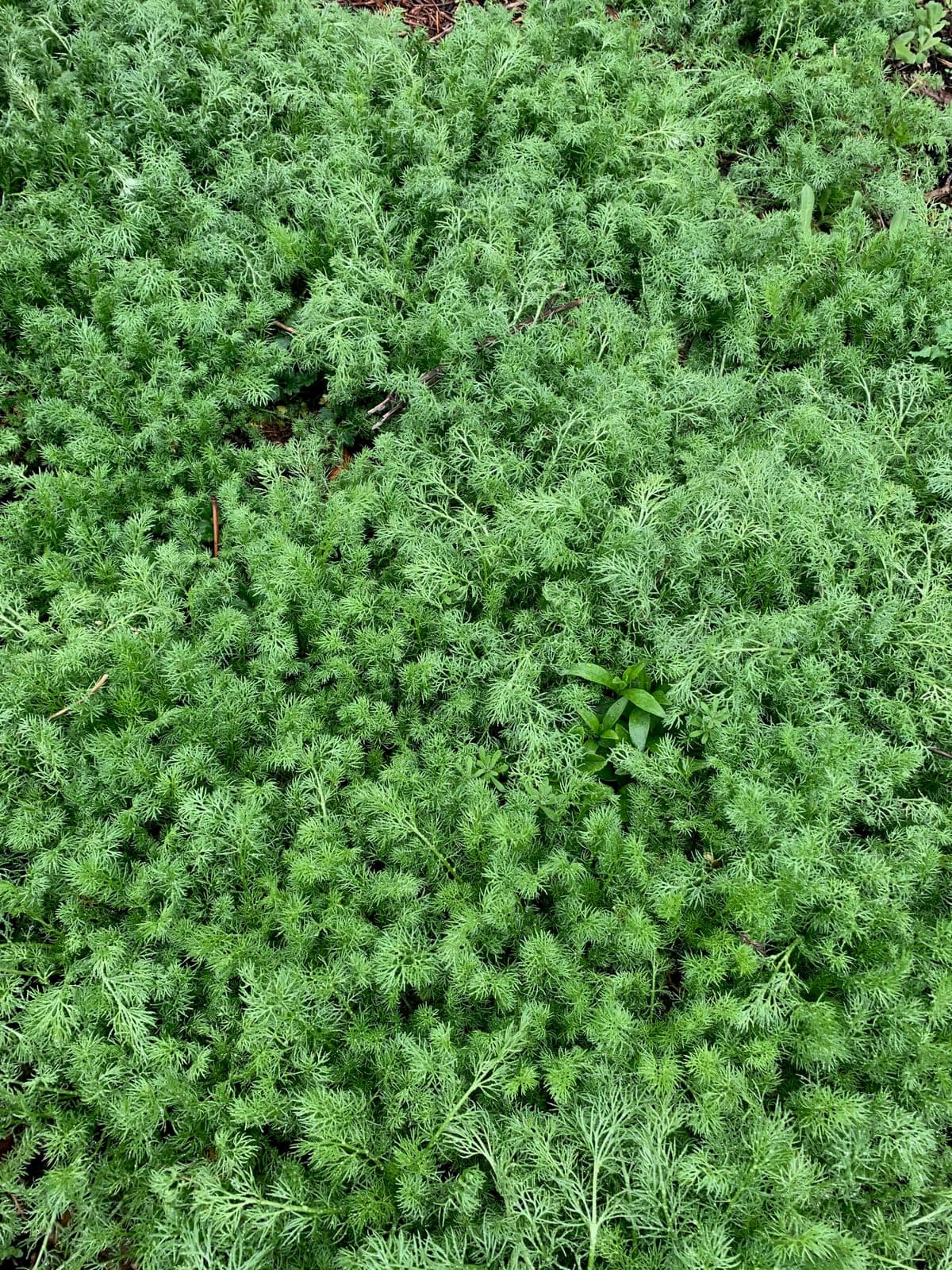Chamomile