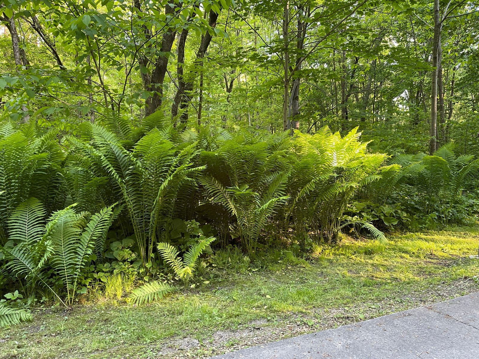Ostrich Fern