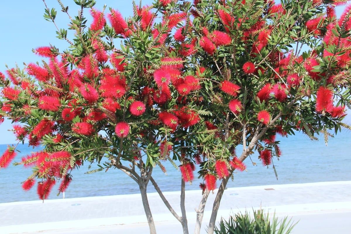 Bottlebrush